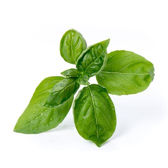 Basilic grand vert recharge Lingot pour potager Véritable